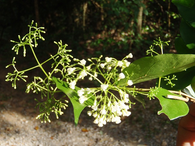 เครือเขามวกขาว Parameria laevigata (Juss.) Moldenke<br/>APOCYNACEAE